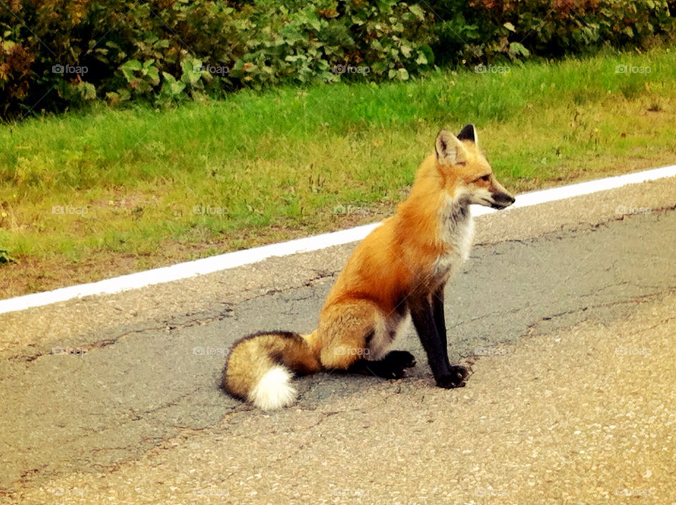 fox animal road cute by cynthiadennis