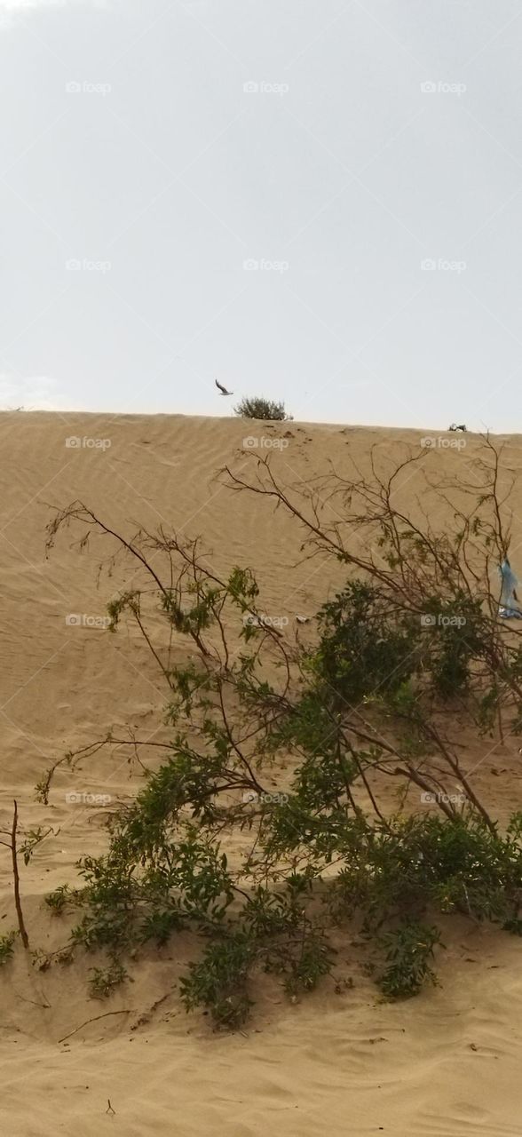 Beautiful plants growing on sand.