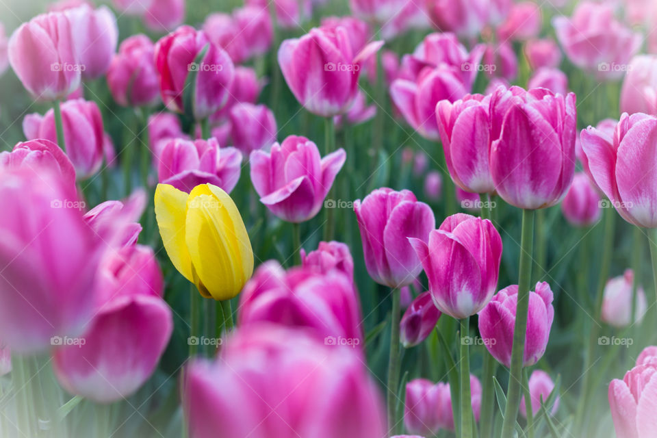 Unlike the rest, a yellow tulip among pink