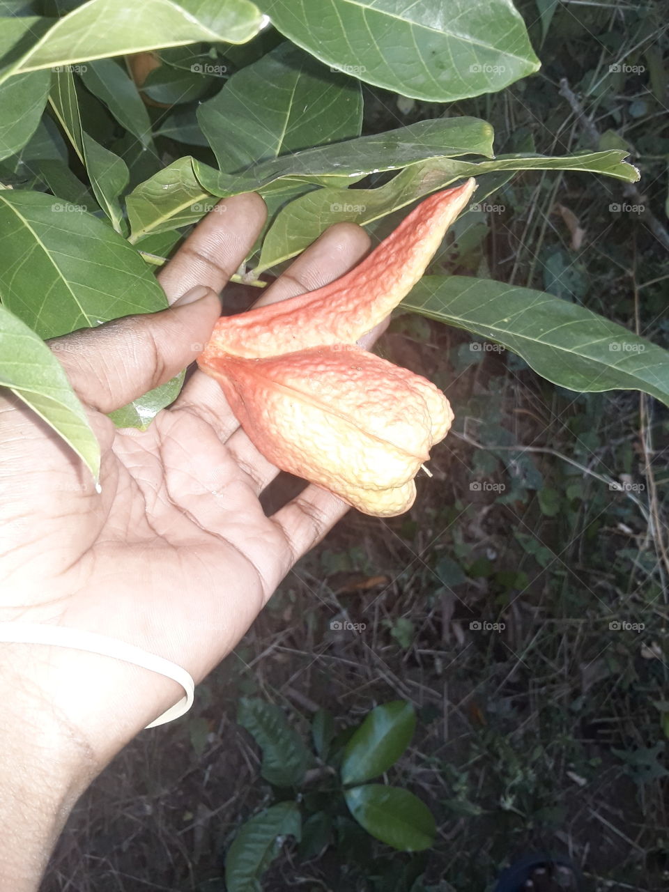 A thumbs up for Jamaica's national fruit