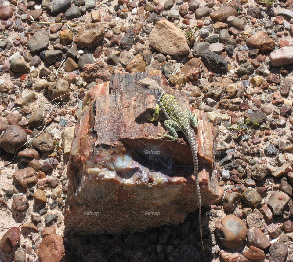 Lizard at the Petrified Forest