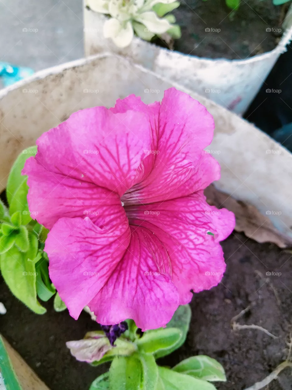 Petunias are decorative garden plants that produce flowers in colors of white, yellow, pink, purple, red and blue. They can also be striped or multicolored. Petunias belong to the Solanceae family or the family of nightshades, including tomatoes, pot
