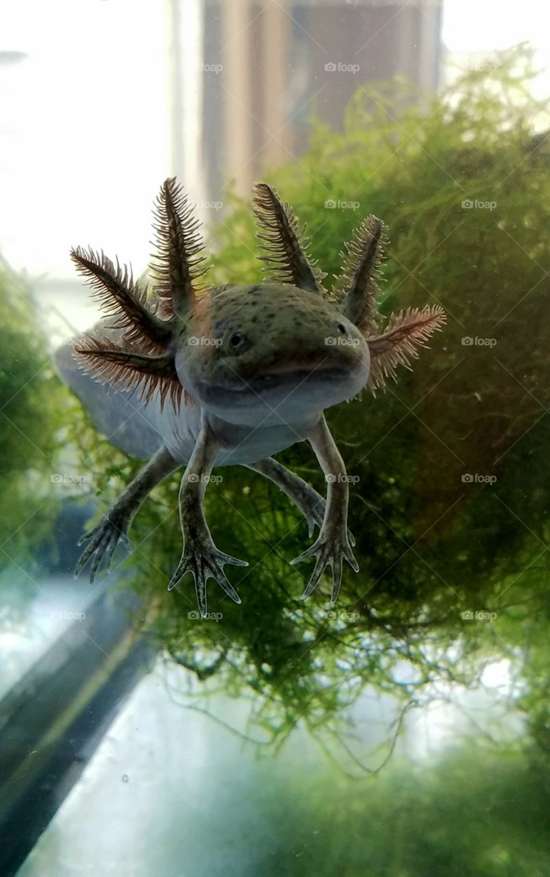 AXOLOTL - Mexican salamander that lives its life and breeds in water. They breathe through lungs, gills and skin. Not dangerous, don't bite either.