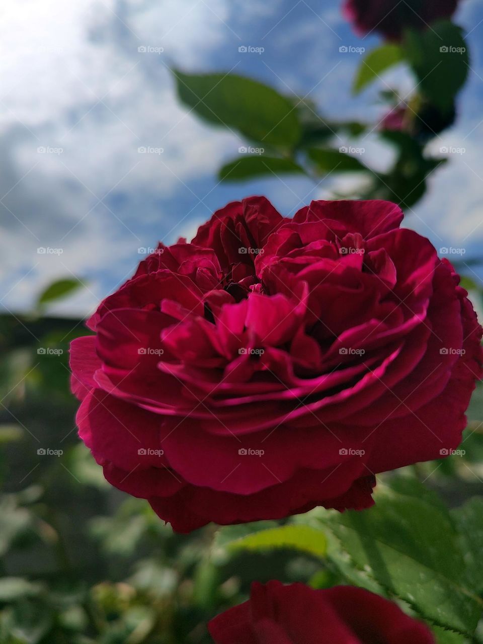 Macro photo of flowering flower
