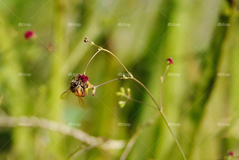 Bee collecting pollen.