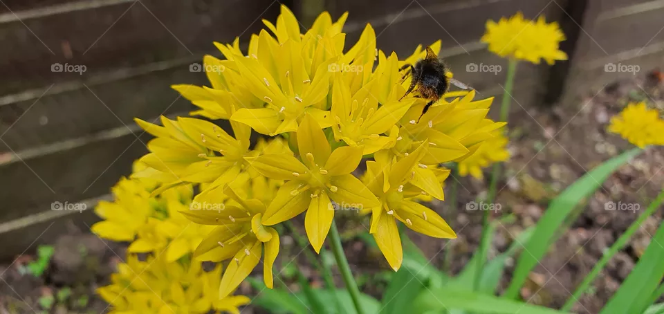 bee