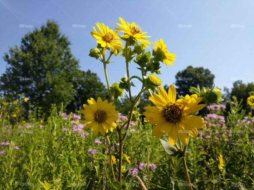 Happy sunflowers