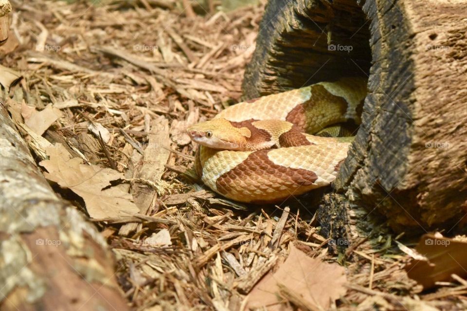 Southern Copperhead 