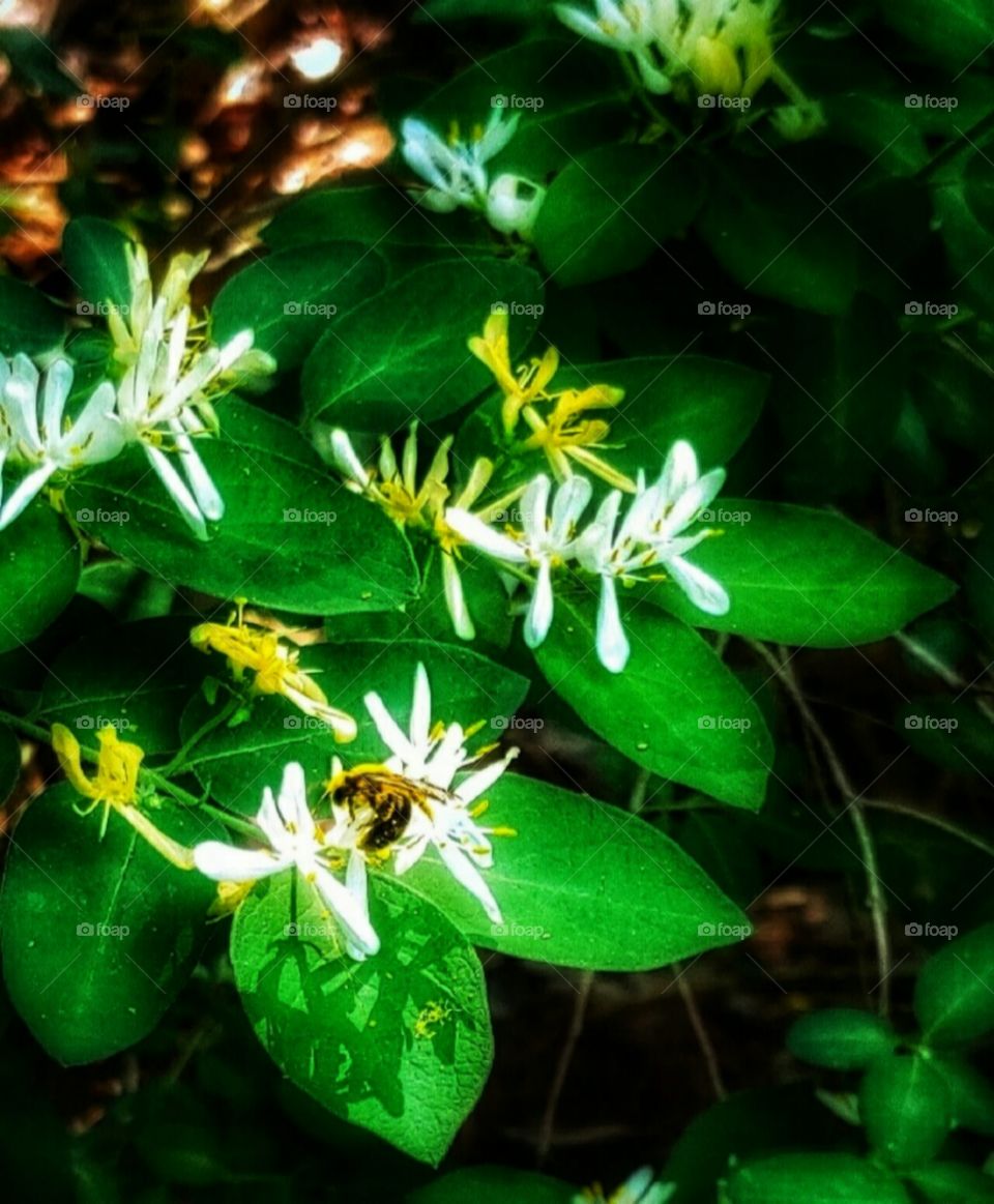Bumble Bee Eating Pollen
