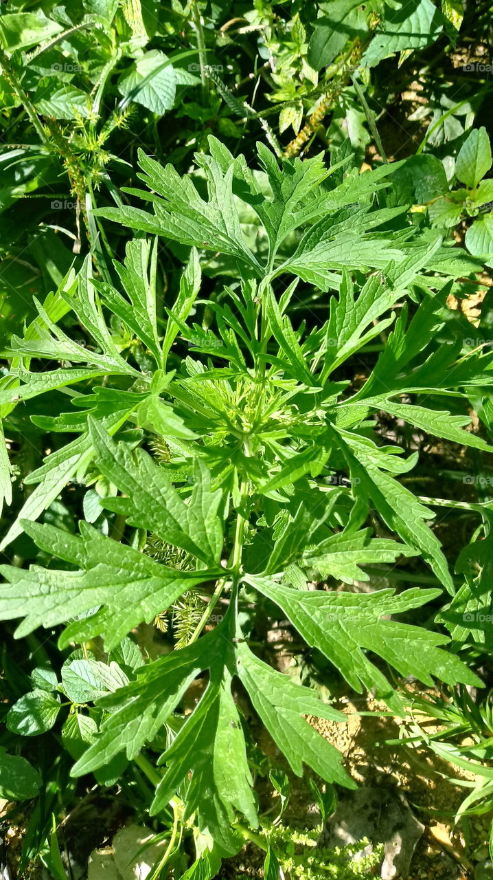 NATURE NATURAL VEGETATION