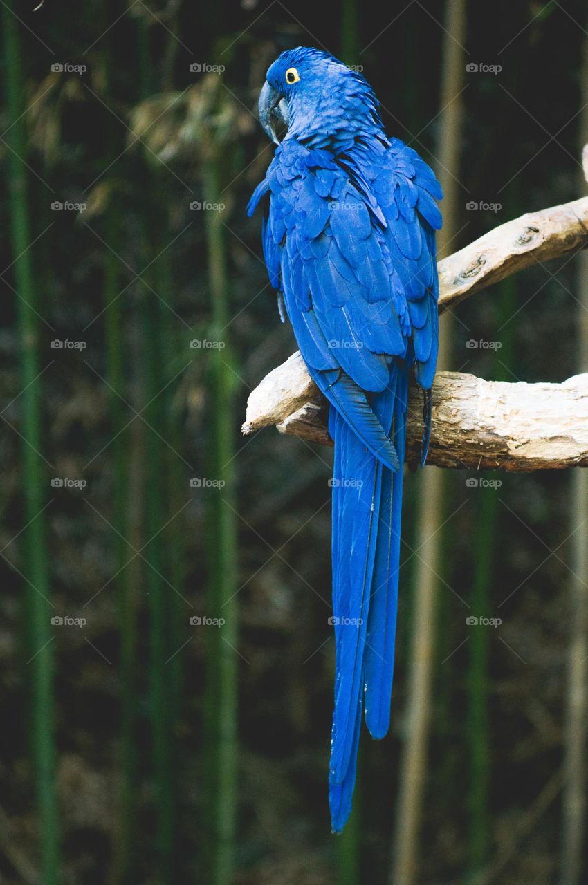 Blue parrot on the tree