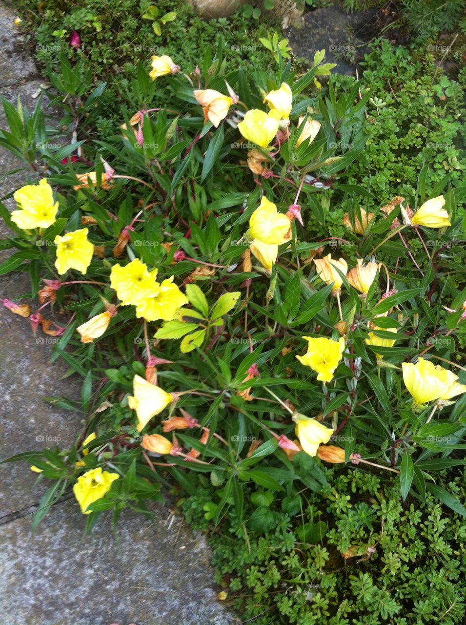 Yellow Flowers in Garden 