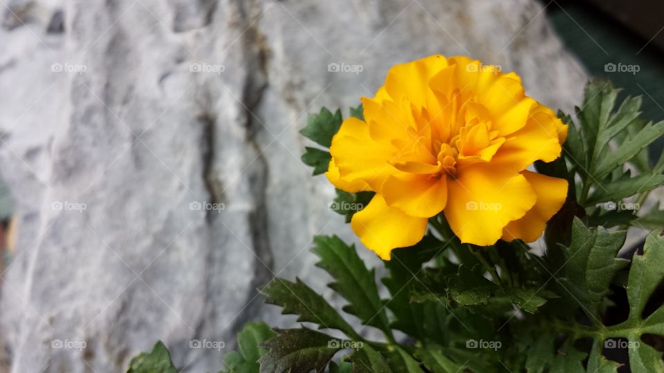 yellow flower horizontal with stone