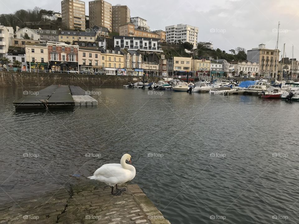 It was the swan that won it, in this winter harbour view.