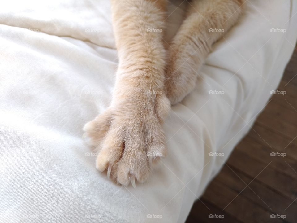 cat's foot. red cat