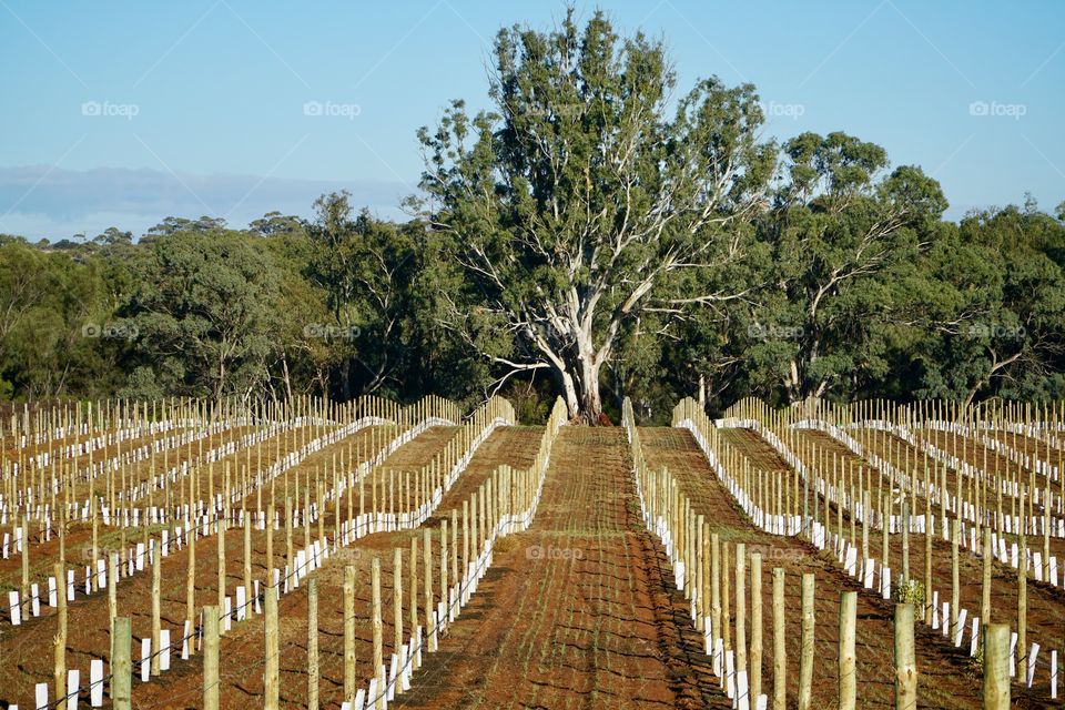 New vineyard being prepared