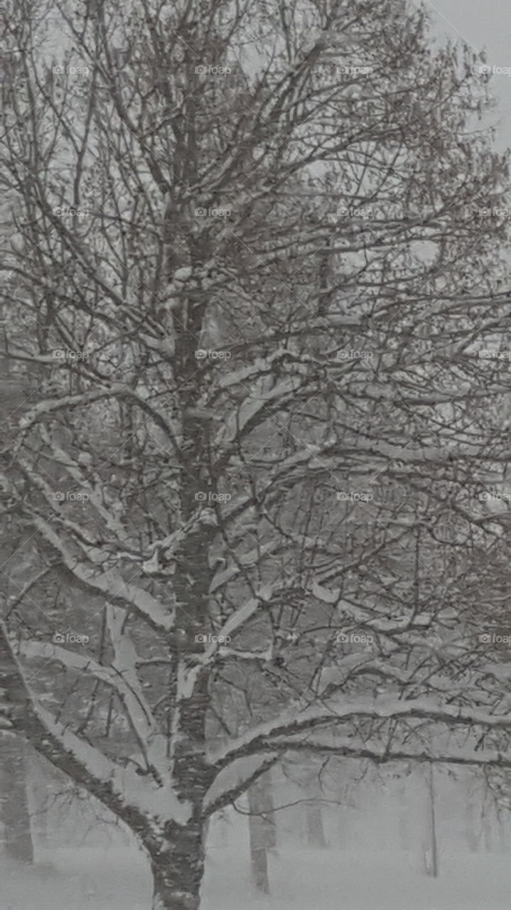 snow on tree