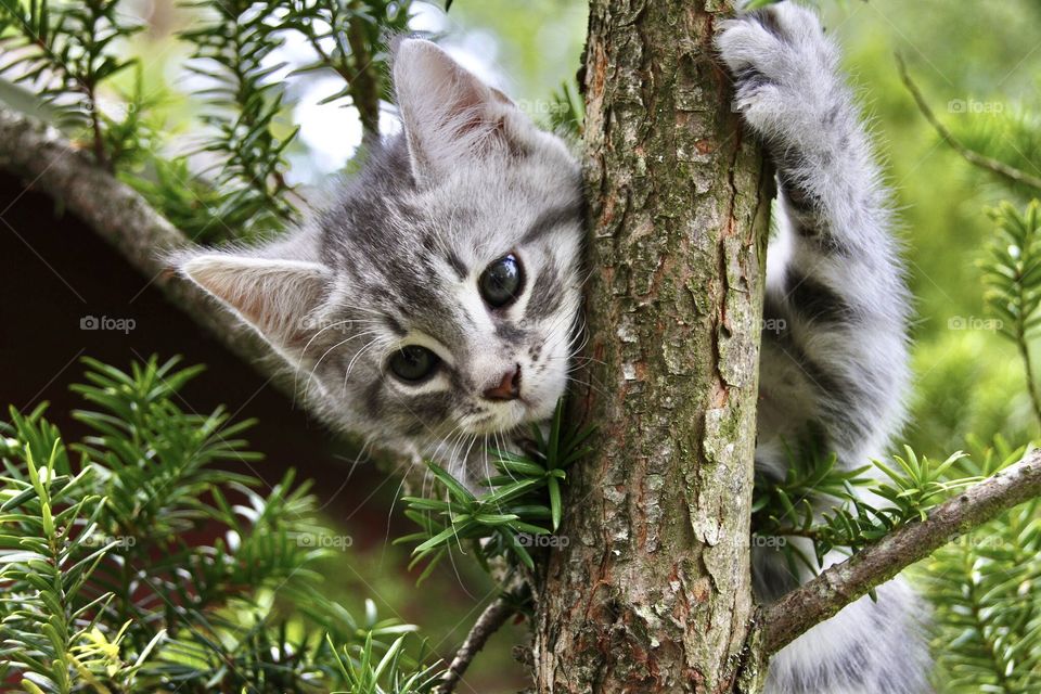 A kitten on the tree