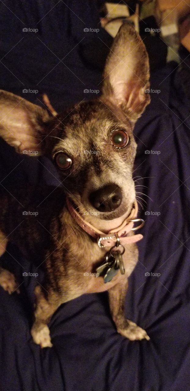 My sweet Misty. RIP, my little angel.