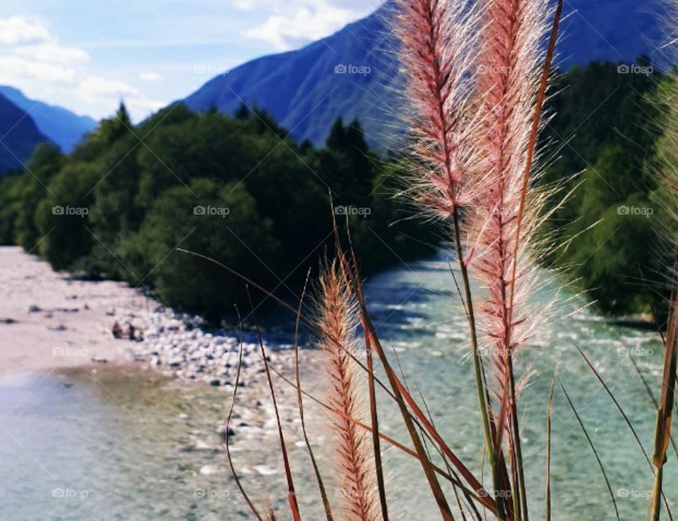 A beautiful view from behind the beautiful grass plant to the clean mountain river, forest  and mountains.