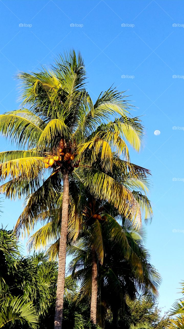 coconuts palms moon blue sky