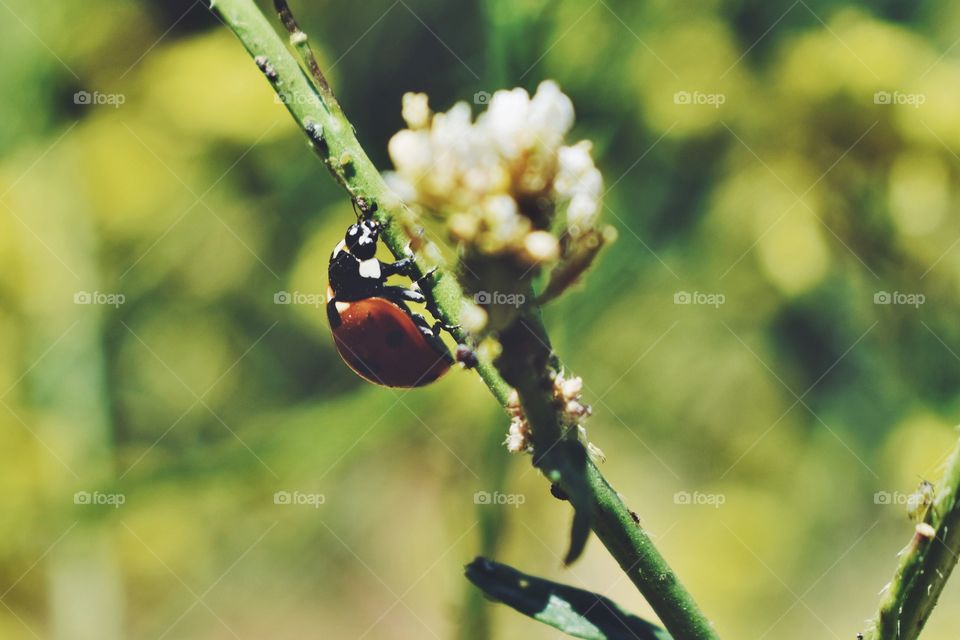Ladybird on twig in sunlight