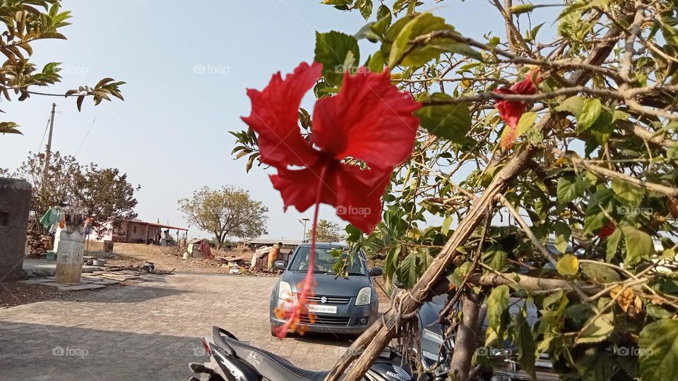 Beautiful Hibiscus 🌺🌺