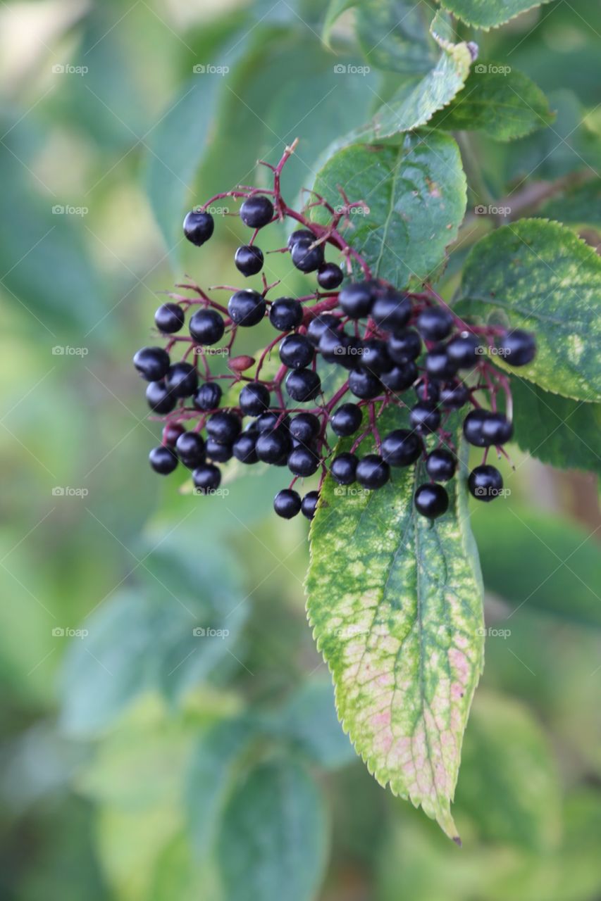 Elderberries