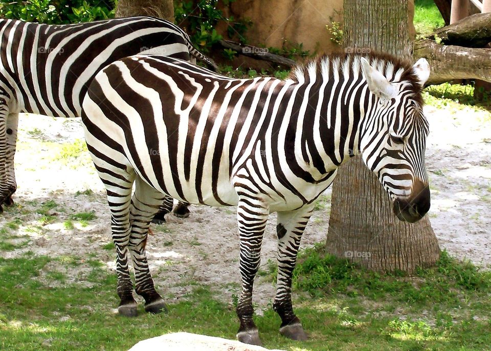Cute zebra