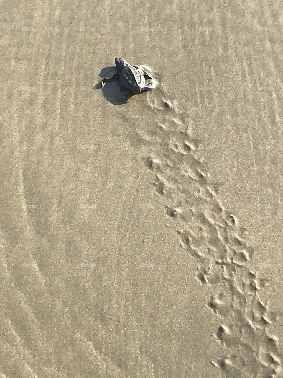 Turtle heading home