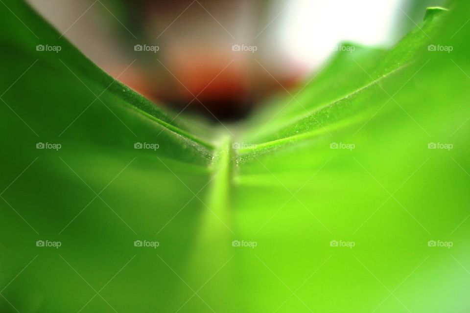 Green Leaf