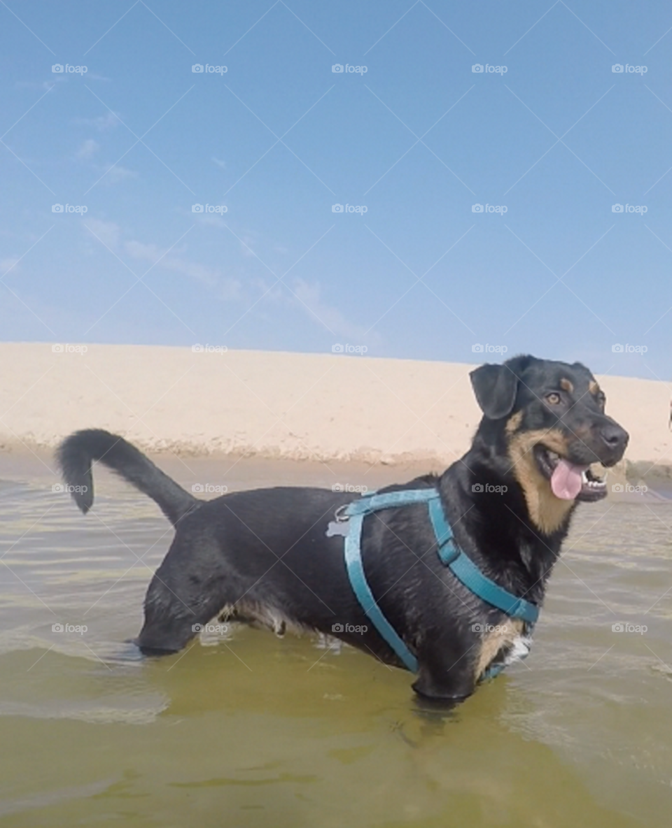 Jake loved running the sand dunes and into the water!!