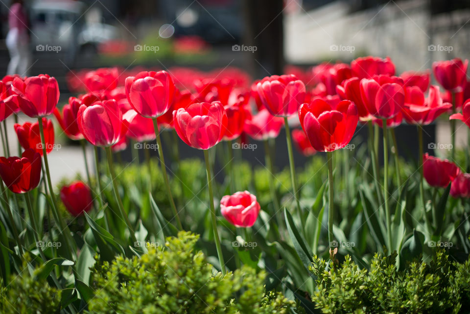 Red Tulips in garden