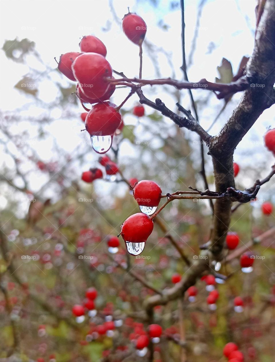 red berries and drops water 💦 beautiful autumn time