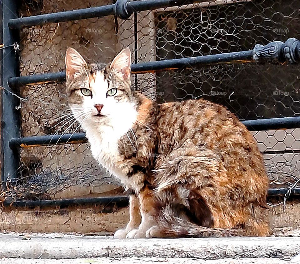 I found this stray cat and I couldn't help but take a picture of it