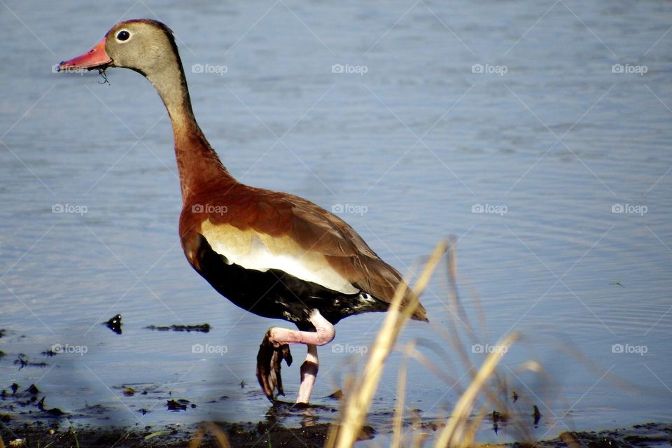 Whistling duck. Whistling duck
