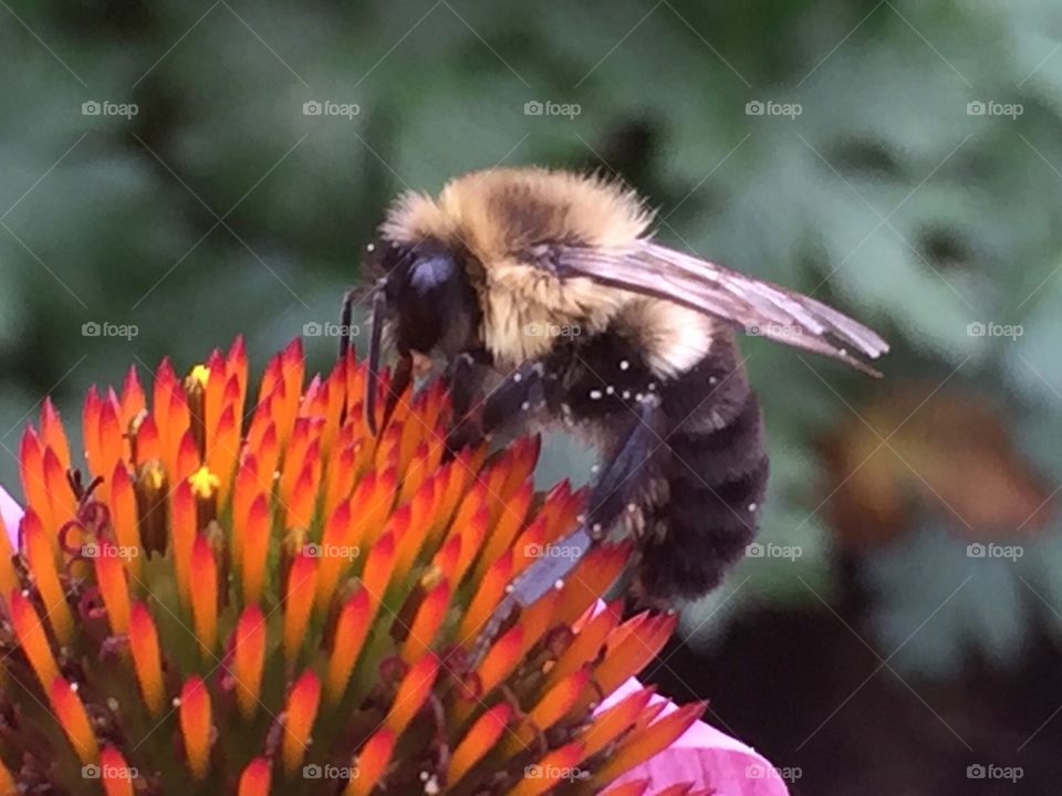 Closeup of bee pollinating a bright orange flower