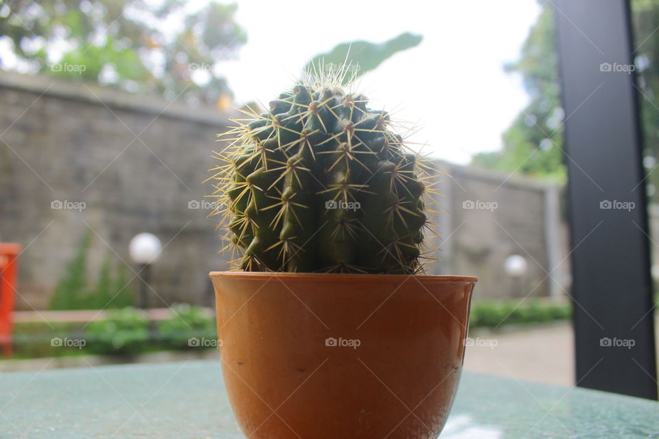 little cactus in pot