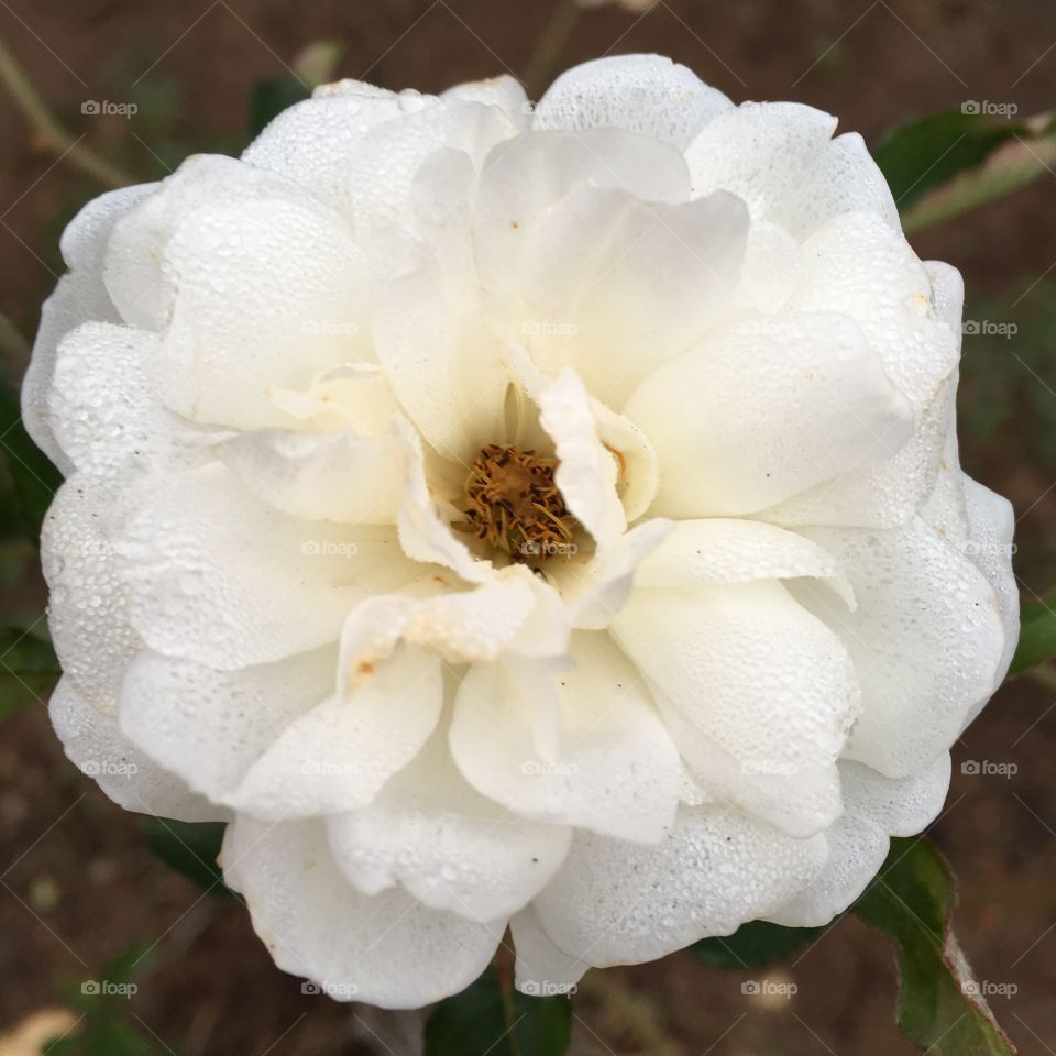 🌺Fim de #cooper!
Suado, cansado e feliz, alongando e curtindo a beleza e a brancura das #rosas.
🏁
#corrida #treino #flor #flowers #pétalas #pétala #jardim #jardinagem #garden #flora #run #running #esporte #alongamento 