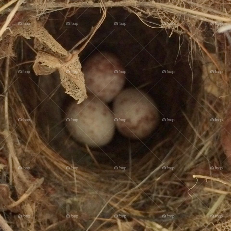 Bird nest