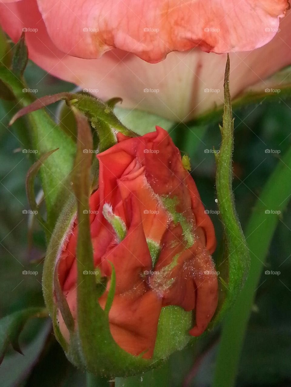 orange rose bud