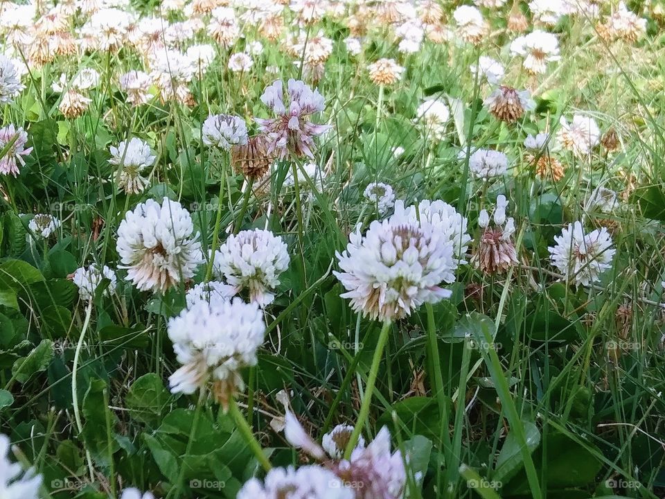 roving in clover