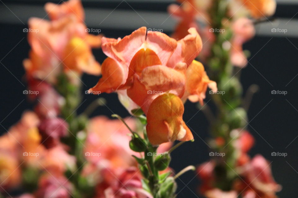 beautiful color shot of a Snapdragon flower