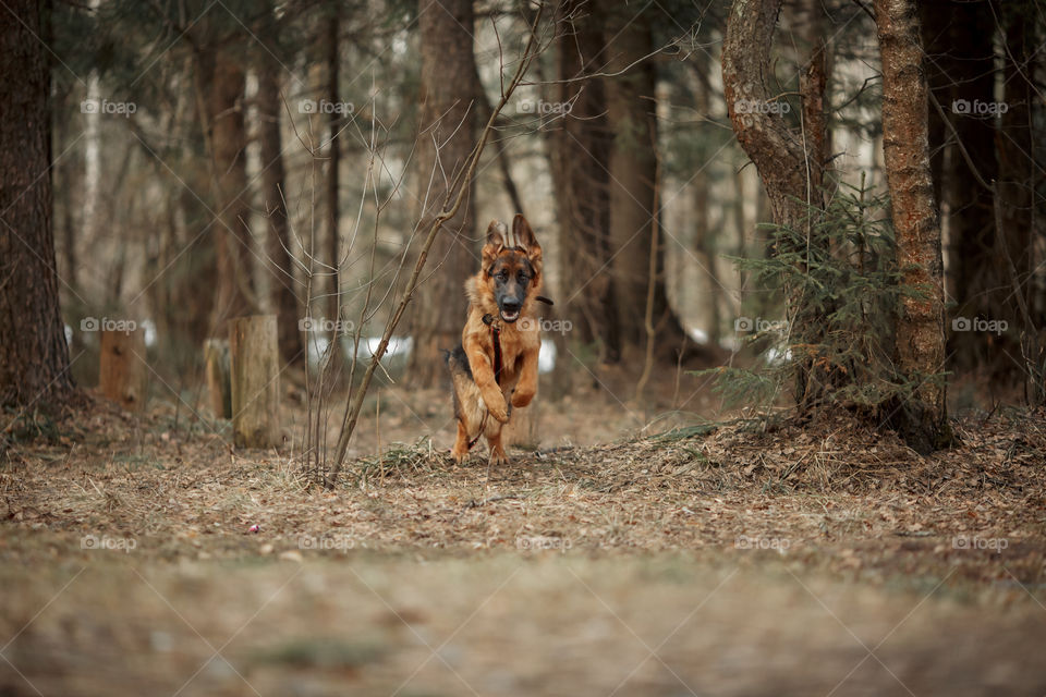 German shepherd 8-th months puppy in a spring forest