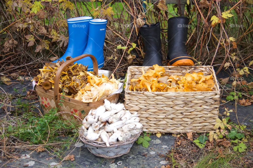 Chanterelles, mushrooms