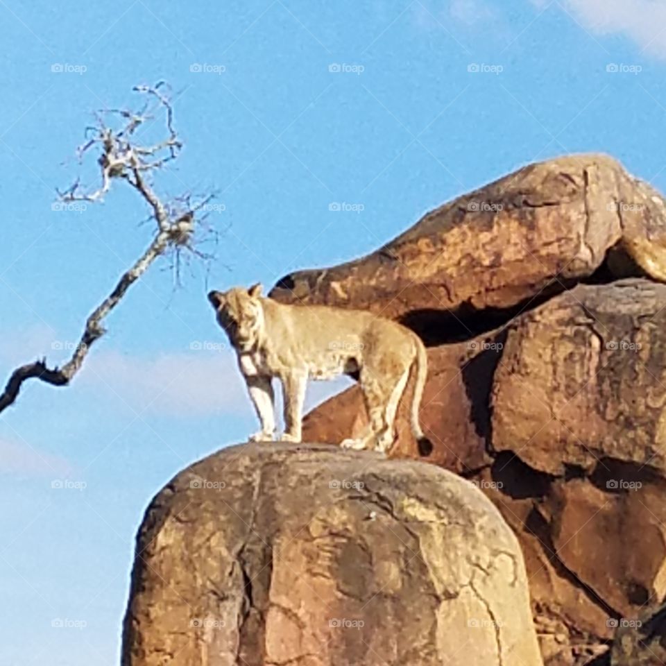 lion on safari trip