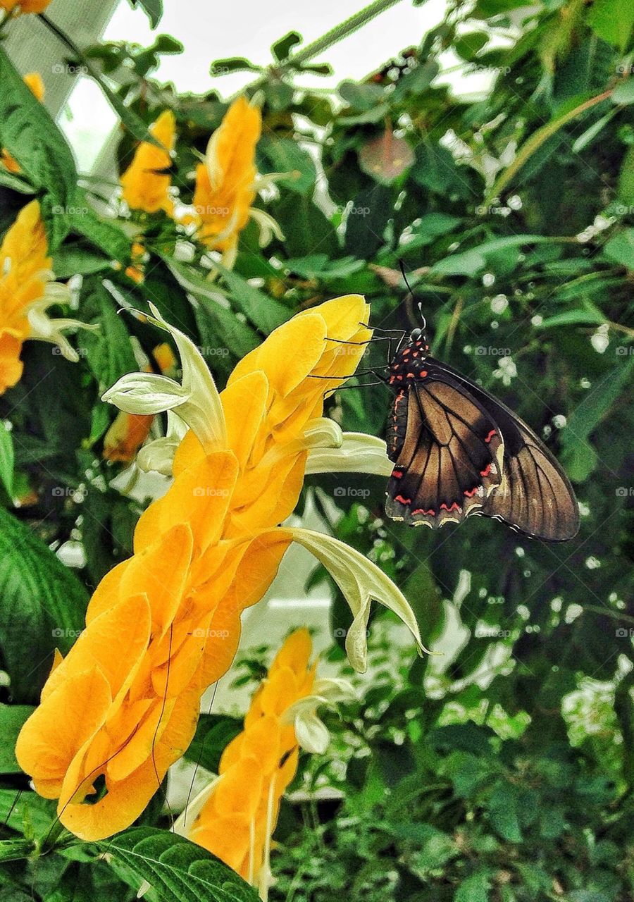 Butterfly sanctuary . Butterfly sanctuary, Niagara Falls 