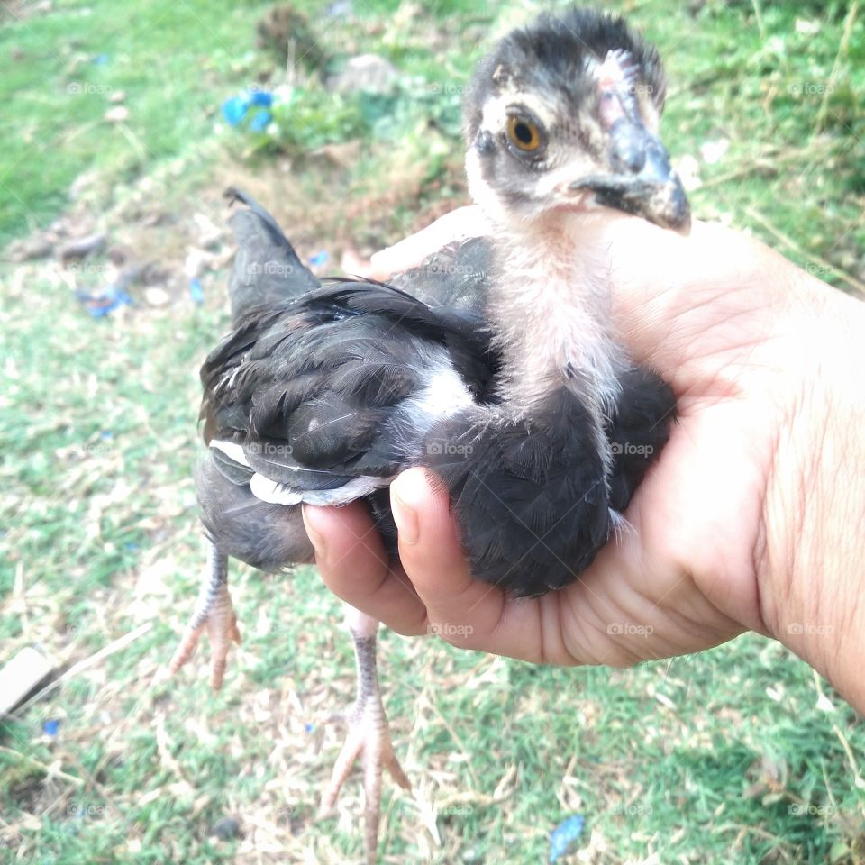 Cute and tame chicks