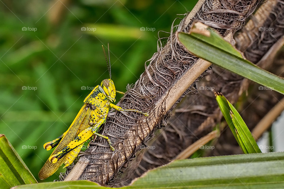 Close-up of grasshopper on tree