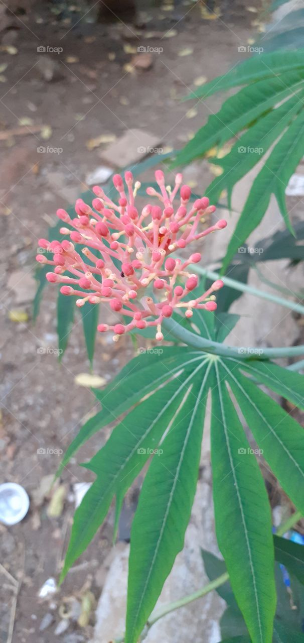 fruiting cassava plants?